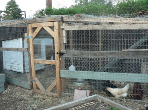 Our 6-bird coop (currently inhabited by 4).
