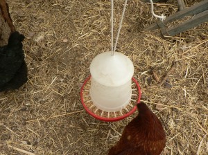 Hanging chicken feeder