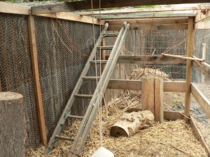 Jungle gym for chickens: lots to climb and perch on.
