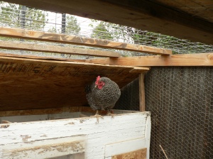Java sitting on the rim of her ventilated coop.