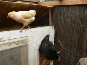 Parting shot: Sesame and Curry using the open chicken coop for recreation.