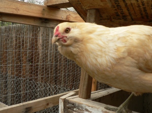 Sesame looking at me from her vantage point on the rim of her open coop.
